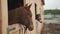 Dark Brown Horse Looking Out From The Window Of The Stall Horse Stable