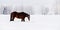 Dark brown horse wades slowly through snow covered field in winter, head down