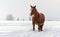 Dark brown horse wades on snow covered field, blurred trees in background, space for text left side