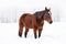 Dark brown horse walks on snow, blurred threes in background