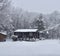 Dark brown house in wilderness in a snow storm with tall trees behind