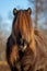 Dark brown Icelandic horse in yellow evening sunlight