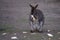 Dark brown kangaroo holding a piece of lettuce and chewing on a field