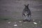 Dark brown kangaroo holding a piece of lettuce and chewing on a field
