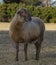 Dark brown Katahdin sheep