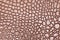 Dark brown leather texture background, closeup. Reptile skin, macro