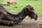 A dark brown one-humped dromedary camel lies in a zoo