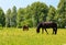 Dark brown Percheron horse and Warmblood horse are grazing in a meadow