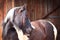 Dark brown Pinto horse side view on blurry wooden stable background