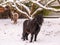 Dark brown pony with long mane in the snow - snowfall captured in motion