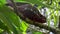 Dark brown / purple Parson`s chameleon - Calumma parsonii - sits on tree branch. The species is endemic to Madagascar rainforest