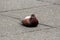 Dark brown with red feathers pigeon sitting calmly on stone tiles sidewalk in local park