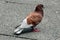Dark brown with red to grey feathers pigeon standing on stone tiles sidewalk in local city park looking curiously in distance