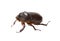 Dark brown rhinoceros beetle isolated