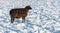 Dark brown sheep in the snow