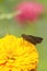 Dark Brown Skipper Butterfly - on Golden Yellow Zinnia Blossom