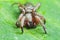 Dark brown spider macro photo, front wiev on green leave