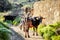 Dark brown Swiss cows grazing on a muddy pathway in a rural land