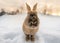 Dark brown typical Icelandic rabbit head-on with the ground completely covered in snow and the first light of dawn with head and