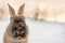 Dark brown typical Icelandic rabbit head-on with the ground completely covered in snow and the first light of dawn with head and