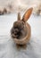 Dark brown typical Icelandic rabbit head-on with the ground completely covered in snow and the first light of dawn with head and