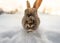 Dark brown typical Icelandic rabbit head-on with the ground completely covered in snow and the first light of dawn with head and