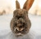 Dark brown typical Icelandic rabbit head-on with the ground completely covered in snow and the first light of dawn with head and