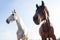Dark Brown and White Horses Outdoors on a Bright Sunny Day