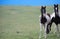 Dark Brown and White Paint Horses