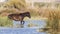 Dark Brown Wild Horse in Shallow Water