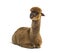 Dark brown young alpaca lying donw - Lama pacos