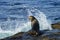 Dark brown young sea lion facing the wave sitting on the wet rock and turning head sideways from the water