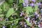 a dark bumblebee almost completely in the tiny sage flower