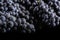 Dark bunch of grape in low light on black isolated background , macro shot , water drops