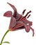 Dark burgundy flower of lily, isolated on white background