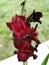 Dark burgundy gladiolus flower