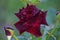 Dark burgundy rose