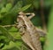 Dark Bush-cricket - Pholidoptera griseoaptera