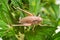 Dark bush-cricket (Pholidoptera griseoaptera)