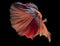Dark canvas of a black background, the colorful betta fish\\\'s fins appear to flicker like flames.