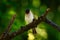 Dark-caped bulbul, Pycnonotus tricolor, bird sitting on the branch, green background African nature, Botswana.