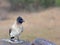 Dark-capped bulbul (Black-eyed bulbul).