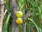 Dark-capped bulbul isolated a birdfeeder