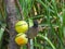 Dark-capped bulbul isolated a birdfeeder