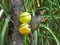 Dark-capped bulbul isolated a birdfeeder