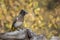 Dark capped Bulbul in Kruger National park, South Africa