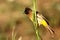 The dark-capped bulbul Pycnonotus tricolor sitting on the green grass