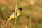 The dark-capped bulbul Pycnonotus tricolor sitting on the green grass