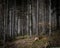 Dark Carpathian Mountain Stump Forest