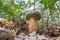 Dark cep or bronze bolete (Boletus aereus) an oak forest